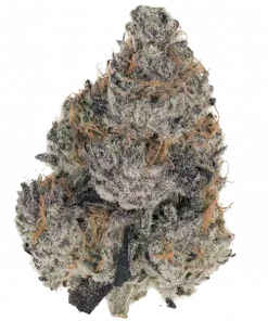 Atomic Jelly, mango ve ananas aromalarıyla öne çıkan dengeli bir hibrit türdür. Yaratıcılığı artıran ve rahatlatan etkileri keşfedin. Hemen görüntüleyin.