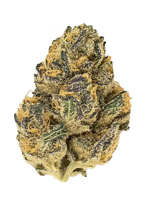 Aura, yüksek THC içeriği ve benzersiz toprak aromasıyla öne çıkan dengeli bir hibrit türdür. Derin rahatlama ve zihinsel canlılık sunar. Etkilerini keşfedin.