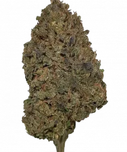 Auraz, tatlı orman meyveleri aroması ve THC oranıyla öne çıkan dengeli bir hibrit türdür. Benzersiz genetik yapısını keşfedin ve etkilerini görüntüleyin.