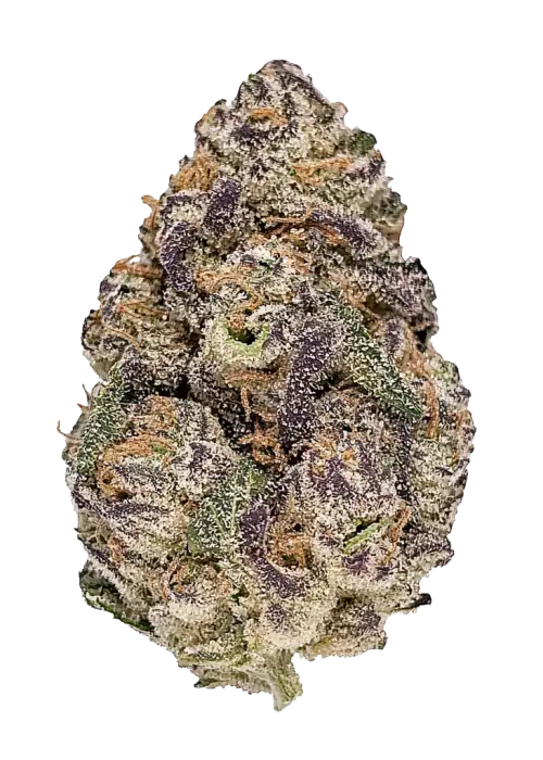 Auto Purple Opium, üzüm aromalı ve rahatlatıcı etkisiyle öne çıkan Indica baskın bir türdür. Yüksek verimi ve tıbbi faydalarını keşfedin.