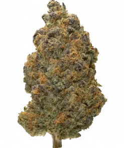 Z Auto, greyfurt aroması ve yüksek verimiyle öne çıkan bir hibrit türdür. Stres ve anksiyeteye karşı potansiyel faydaları keşfedin. Genetik yapısını görüntüleyin.