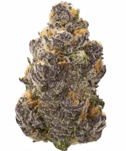 Ayahuasca Purple, tropikal meyve aromaları ve rahatlatıcı etkileriyle bilinen Indica dominant bir türdür. Stres ve uykusuzluk için ideal. Özelliklerini keşfedin.