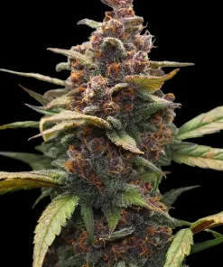 Ayahuasca Purple Feminized Esrar Tohumu (Barney's Farm)