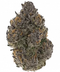 Ayanami, yakıtımsı ve kiraz aromalarıyla öne çıkan Indica baskın bir türdür. Stres ve anksiyeteye karşı potansiyel faydalarını keşfedin. Şimdi görüntüleyin.