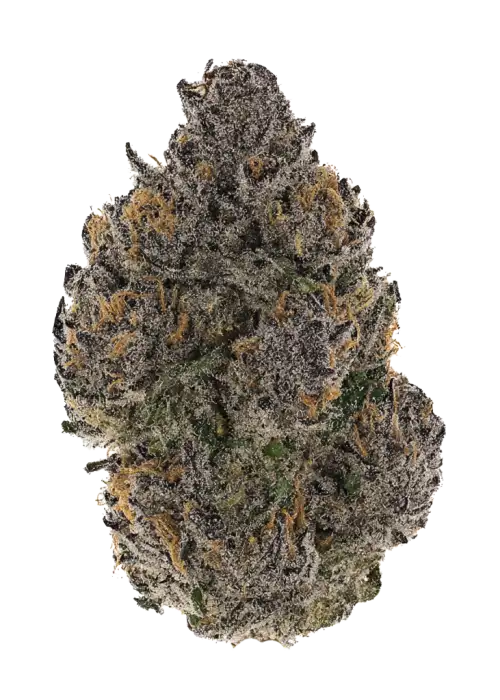 Ayanami, yakıtımsı ve kiraz aromalarıyla öne çıkan Indica baskın bir türdür. Stres ve anksiyeteye karşı potansiyel faydalarını keşfedin. Şimdi görüntüleyin.