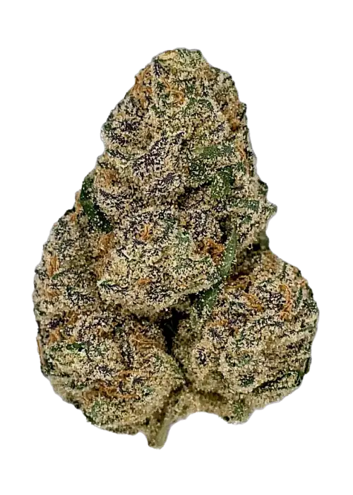 Baby Jokerz, turunçgil ve orman meyveleri aromalı, yüksek THC'li Indica baskın bir türdür. Öfori ve odaklanma artışı sağlar. Genetik yapısını keşfedin.