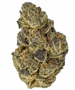 Bacio Gelato, tatlı-ekşi aroması ve yüksek THC içeriğiyle öne çıkan dengeli bir hibrit türdür. Mutluluk ve huzur veren etkilerini keşfedin. Hemen görüntüleyin.