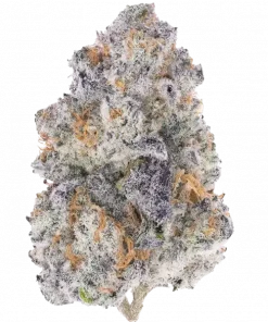 Bad Apple, tatlı elma aroması ve THC ile öne çıkan dengeli bir hibrit türdür. Canlandırıcı ve rahatlatıcı etkileri keşfedin, hemen görüntüleyin.