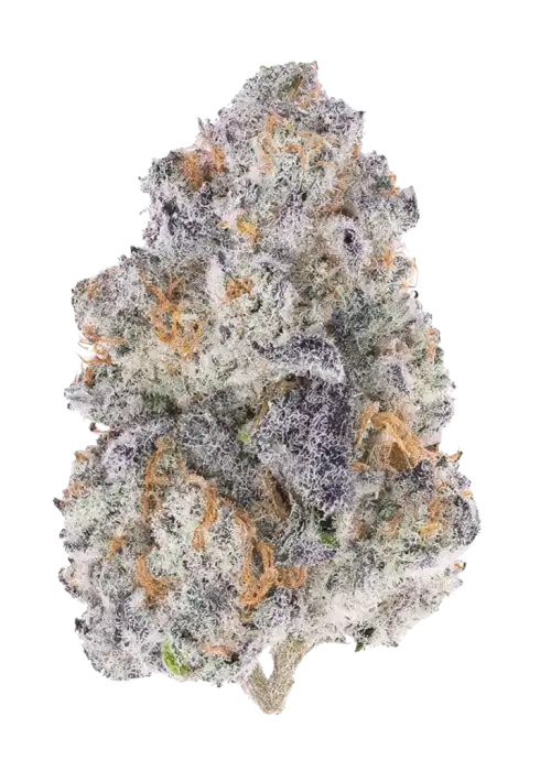 Bad Apple, tatlı elma aroması ve THC ile öne çıkan dengeli bir hibrit türdür. Canlandırıcı ve rahatlatıcı etkileri keşfedin, hemen görüntüleyin.