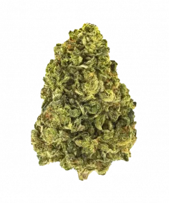 Badger Milk, sert yakıtımsı aroması ve THC ile öne çıkan dengeli bir hibrit türdür. Yüksek verim potansiyelini ve eşsiz etkilerini keşfedin.