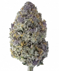 Bahama Berry, tropikal meyve ve çilek aromalarıyla öne çıkan Indica dominant bir türdür. Stresi azaltan ve mutluluk veren etkilerini keşfedin. Hemen görüntüleyin.