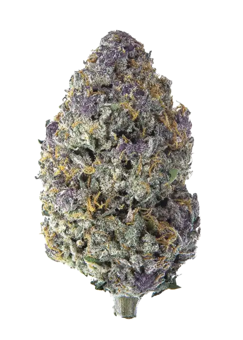 Bahama Berry, tropikal meyve ve çilek aromalarıyla öne çıkan Indica dominant bir türdür. Stresi azaltan ve mutluluk veren etkilerini keşfedin. Hemen görüntüleyin.