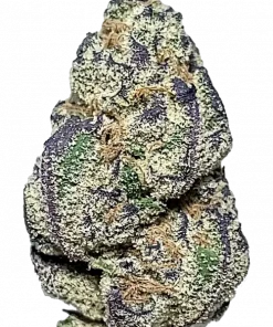 Bahama Mama, muz aromaları ve yüksek THC içeriğiyle öne çıkan Sativa baskın bir türdür. Enerjik etkilerini ve genetik yapısını keşfedin.