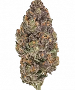 Bahama Mama S1, tropikal meyve aromaları ve yüksek verimiyle bilinen dengeli bir hibrit türdür. Sosyal kaygıya iyi gelir. Tohum özelliklerini keşfedin.