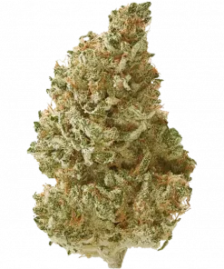 Baja Blast, sert narenciye aroması ve 'ye varan THC içeriğiyle öne çıkan indica baskın bir türdür. Artrit ve ağrı semptomları için ideal. Özelliklerini keşfedin.