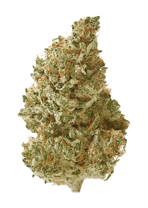 Baja Blast, sert narenciye aroması ve 'ye varan THC içeriğiyle öne çıkan indica baskın bir türdür. Artrit ve ağrı semptomları için ideal. Özelliklerini keşfedin.