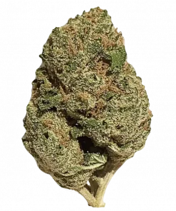 Baker’s Dozen, vanilya ve bal aromalarıyla öne çıkan güçlü bir hibrit türüdür. Yüksek THC içeriğiyle bilinir. Genetik yapısını ve etkilerini keşfedin.