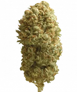 Banana Mints, tatlı nane aroması ve yüksek THC içeriğiyle öne çıkan dengeli bir hibrit türdür. Depresyon ve stresi azaltan etkilerini keşfedin.