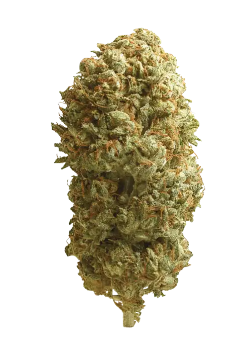 Banana Mints, tatlı nane aroması ve yüksek THC içeriğiyle öne çıkan dengeli bir hibrit türdür. Depresyon ve stresi azaltan etkilerini keşfedin.