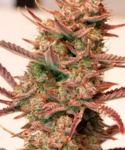 Banana Blaze Auto Fem Esrar Tohumu (Dutch Passion)