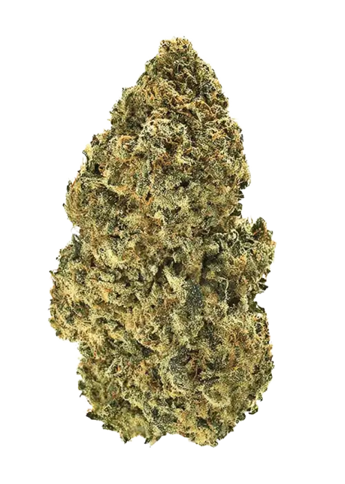 Banana Blaze, muz aroması ve rahatlatıcı etkileriyle bilinen indica dominant bir türdür. Hafif ağrı ve stres için ideal. Genetik yapısını keşfedin.
