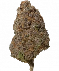 Banana Blood, muz ve kiraz aromalarıyla tatlı bir lezzet sunan dengeli bir hibrit türdür. Rahatlatıcı etkileriyle öne çıkar. Genetik yapısını keşfedin.