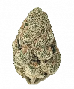 Banana Cake, tatlı muz aroması ve rahatlatıcı etkisiyle öne çıkan dengeli bir hibrit türdür. Yüksek THC içeriğiyle dikkat çeken bu türü keşfedin.