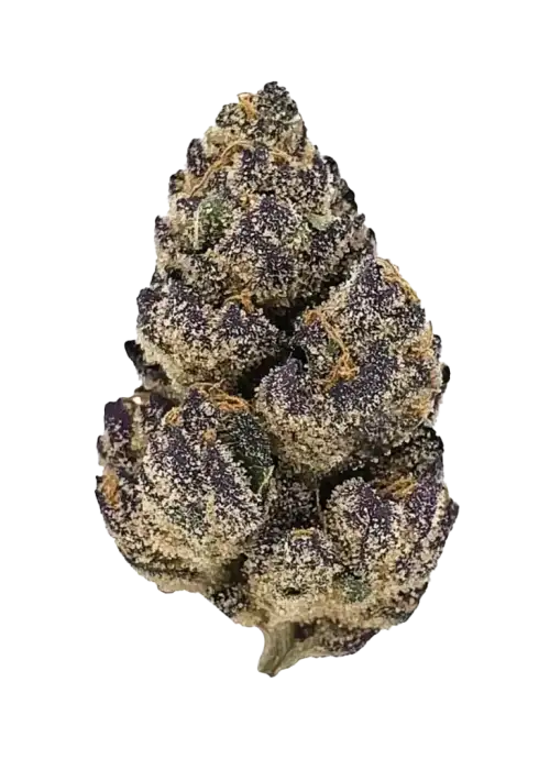 Banana Cream Cake, muzlu krema aroması ve yüksek THC içeriğiyle öne çıkan Indica dominant bir türdür. Rahatlatıcı etkilerini keşfedin ve hemen inceleyin.