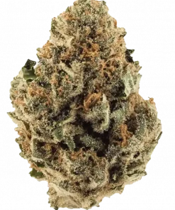 Banana Daddy, muz aroması ve yüksek THC içeriğiyle öne çıkan dengeli bir hibrit türdür. Öforik etkileriyle stresi azaltın. Şimdi keşfedin.