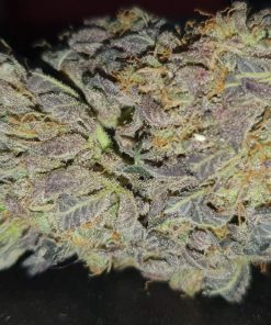 Banana Daddy R1 Feminized Esrar Tohumu (ETHOS Genetics)