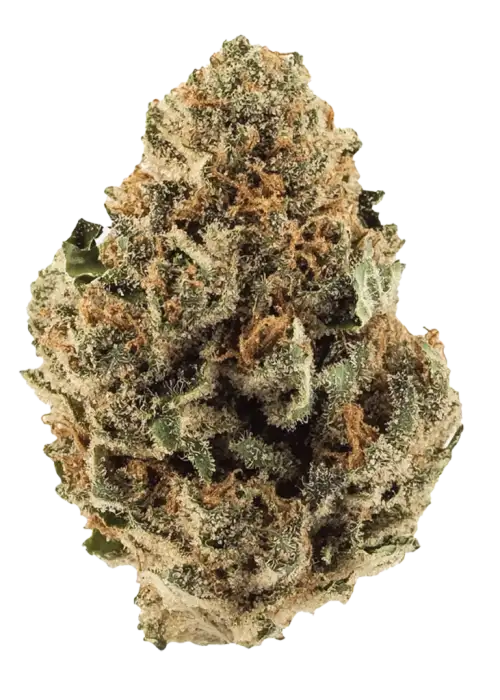 Banana Daddy, muz aroması ve yüksek THC içeriğiyle öne çıkan dengeli bir hibrit türdür. Öforik etkileriyle stresi azaltın. Şimdi keşfedin.