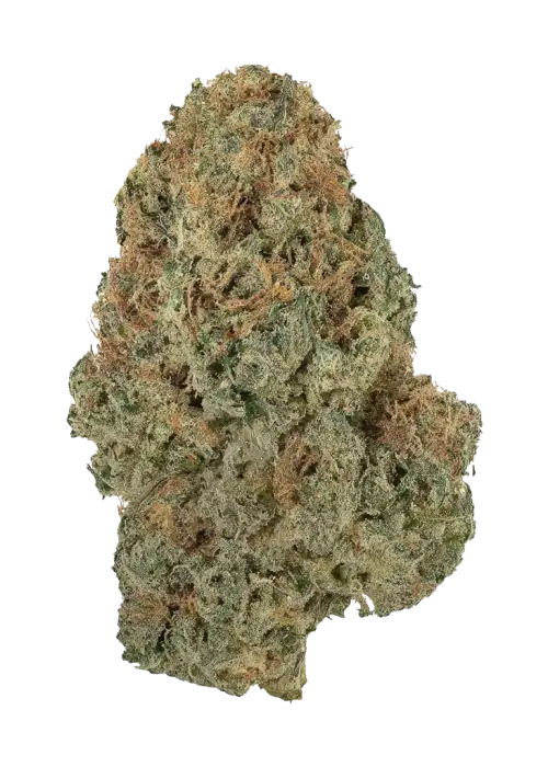 Banana Frosting, sert narenciye aroması ve yüksek verimiyle bilinen indica dominant bir türdür. Ağrı ve stresi azaltıcı etkilerini keşfedin.