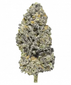 Banana Fruz, tatlı meyve aromaları ve THC içeriğiyle öne çıkan Sativa baskın bir türdür. Rahatlatıcı etkilerini ve genetik yapısını keşfedin.