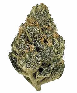 Banana Halo Halo, kremsi muz aroması ve yüksek THC içeriğiyle öne çıkan Sativa baskın bir türdür. Benzersiz lezzet profilini ve etkilerini keşfedin.