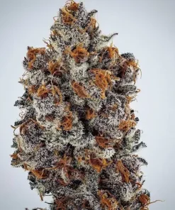 Banana Hammock R1 Feminized Esrar Tohumu (ETHOS Genetics)