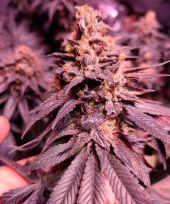 Banana Hammock R1 Feminized Esrar Tohumu (ETHOS Genetics)