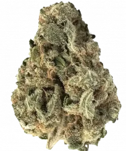 Banana Kush, tatlı muz aroması ve yüksek THC içeriğiyle bilinen Indica baskın bir türdür. Eşsiz genetik yapısını ve rahatlatıcı etkilerini keşfedin.
