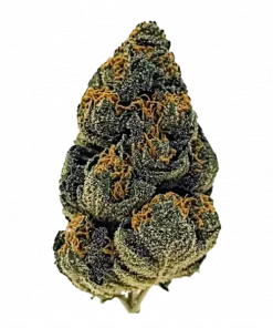 Banana Mac, tatlı muz aroması ve yüksek THC içeriğiyle öne çıkan bir Indica hibritidir. Bu eşsiz türün genetik yapısını ve potansiyel faydalarını keşfedin.