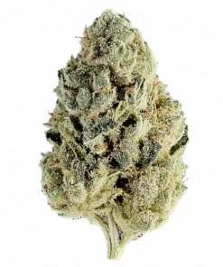 Banana Melt, tatlı meyve aromaları ve güçlü rahatlatıcı etkisiyle öne çıkan Indica baskın bir türdür. Uykusuzluğa iyi gelir. Genetik yapısını keşfedin.