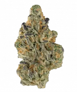 Banana Nut Bread, vanilya aromalı ve rahatlatıcı etkisiyle bilinen Indica baskın bir türdür. Yüksek verimli genetik yapısını keşfedin ve detaylıca görüntüleyin.