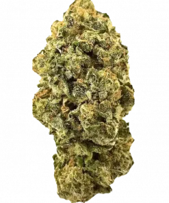 Banana Pancakes, tatlı muz aroması ve rahatlatıcı etkisiyle bilinen dengeli bir hibrit türdür. Yüksek THC içeriğiyle öne çıkar. Genetik yapısını keşfedin.