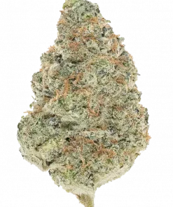 Banana Pi’nana Z, yakıtımsı ve meyvemsi aromalarıyla öne çıkan dengeli bir hibrit türdür. Yaratıcılığı artırırken rahatlama sağlar. Özelliklerini keşfedin.