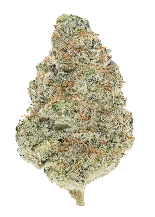 Banana Pi’nana Z, yakıtımsı ve meyvemsi aromalarıyla öne çıkan dengeli bir hibrit türdür. Yaratıcılığı artırırken rahatlama sağlar. Özelliklerini keşfedin.