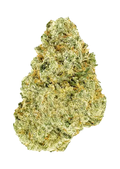 Banana Pizza, tatlı muz aroması ve dengeli etkisiyle öne çıkan bir hibrit türdür. Yüksek verimiyle bilinen bu türün genetik yapısını keşfedin.