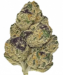 Banana Puddintain, yüksek THC'si ve böğürtlen aromasıyla öne çıkan Indica baskın bir türdür. Yoğun rahatlama ve potansiyel faydaları keşfedin.