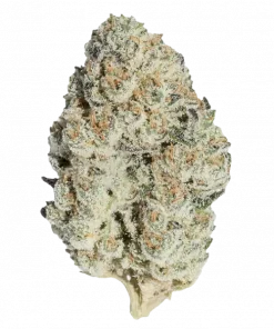 Banana Punch, tatlı muz aroması ve rahatlatıcı etkisiyle öne çıkan dengeli bir hibrit türdür. Yüksek THC içeriğiyle dikkat çeker. Genetik yapısını keşfedin.