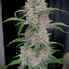 Banana Purple Punch Auto Fem Esrar Tohumu (Fast Buds)