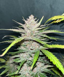 Banana Purple Punch Auto Fem Esrar Tohumu (Fast Buds)