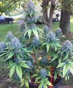 Banana Purple Punch Auto Fem Esrar Tohumu (Fast Buds)