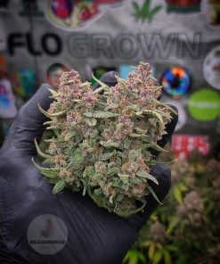 Banana Purple Punch Auto Fem Esrar Tohumu (Fast Buds)